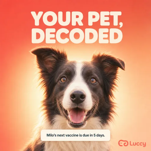 Luccy ad creative made with Kelpi